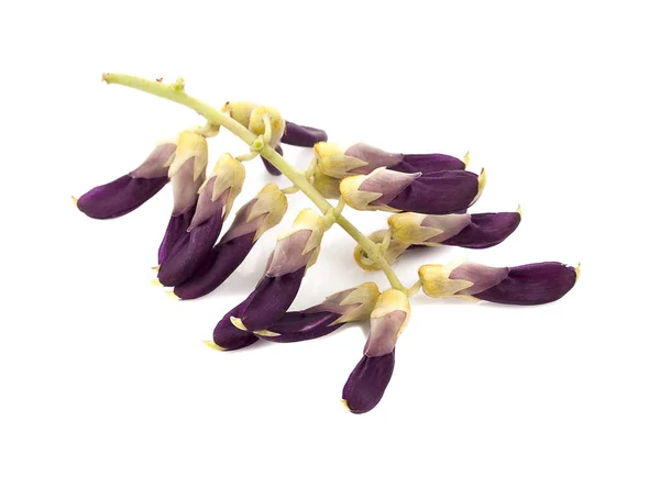 Beyaz arkaplanda çok sayıda pruriens izole edildi