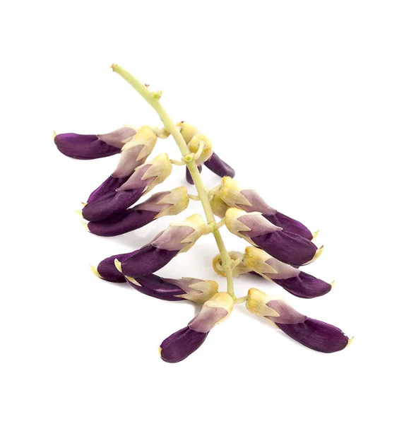 Mucuna pruriens isolated on white background — Stock Photo, Image