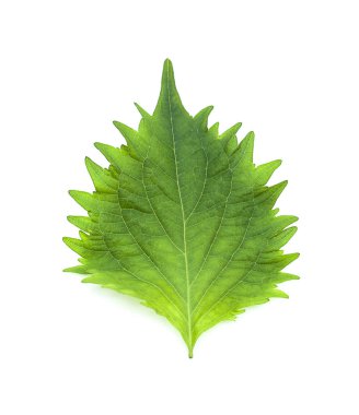 beyaz zemin üzerinde tek izole yaprak