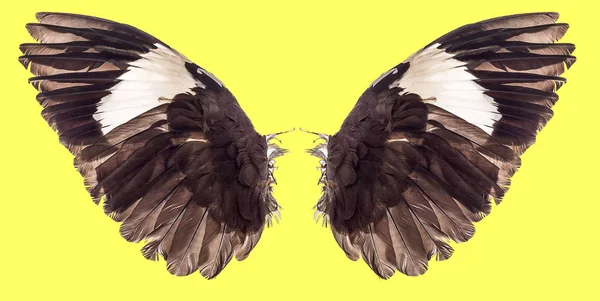 Vleugels van de vogels geïsoleerd op achtergrond — Stockfoto