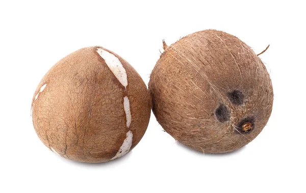 하얀 배경에 길쭉 한 길이 있는 코코넛 — 스톡 사진