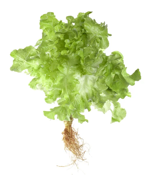 Salad mix with rucola, frisee, radicchio and lamb's lettuce. Iso — Stock Photo, Image