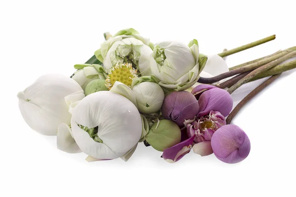 Lóbulos de loto rosa sobre un fondo blanco — Foto de Stock