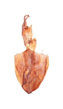 Beyaz arka plan üzerinde kuru mürekkep bol