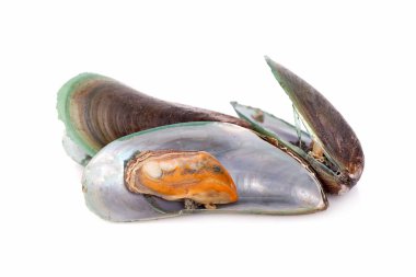 Beyaz arkaplanda midyeler