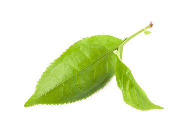 Yeşil çay yaprağı beyaza izole edilmiş.