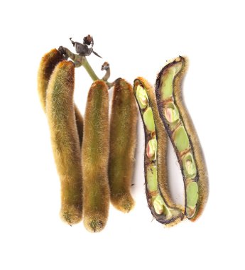 Beyaz zemin üzerinde ısırgan otu kahverengi kapsülleri (Mucuna pruriens).