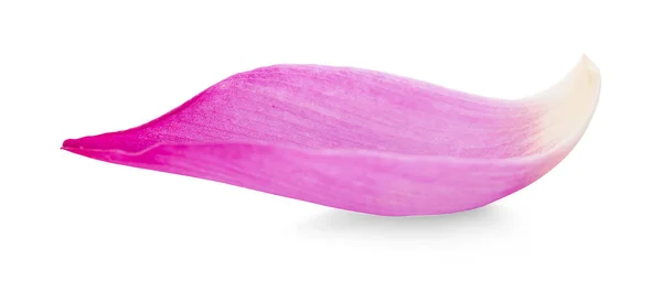 Lóbulos de loto rosa sobre un fondo blanco — Foto de Stock