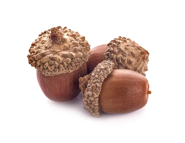 Acorns on a white background ,close up Stock Picture