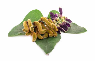 Beyaz zemin üzerinde ısırgan otu kahverengi kapsülleri (Mucuna pruriens).