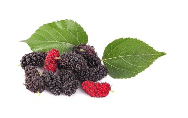 Beyaz arkaplanda yaprakları olan dut dutu