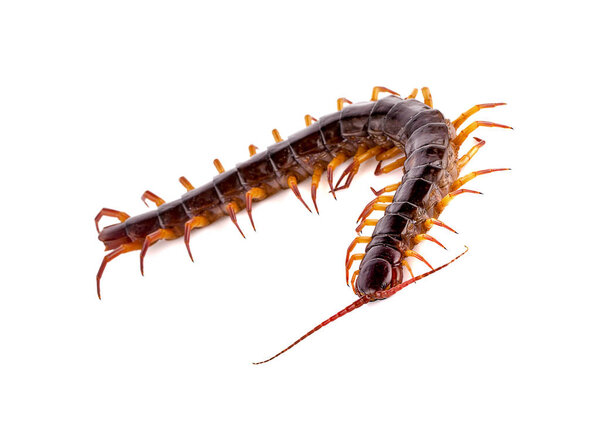 centipede on white background