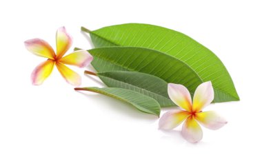 Kırpma yolları olan beyaz üzerine Leelawadee