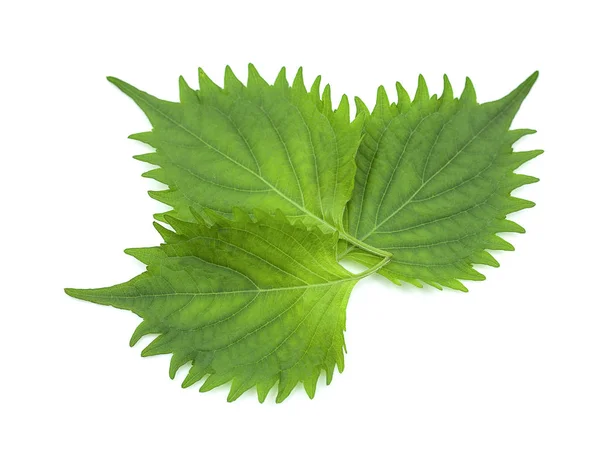 Feuille de shiso vert frais sur fond blanc — Photo