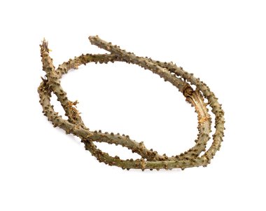 Tinospora cordifolia bitkisi beyaz arkaplanda izole edilmiş..