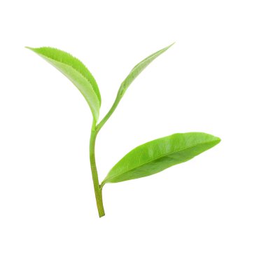 Beyaz arkaplanda yeşil çay yaprağı izole