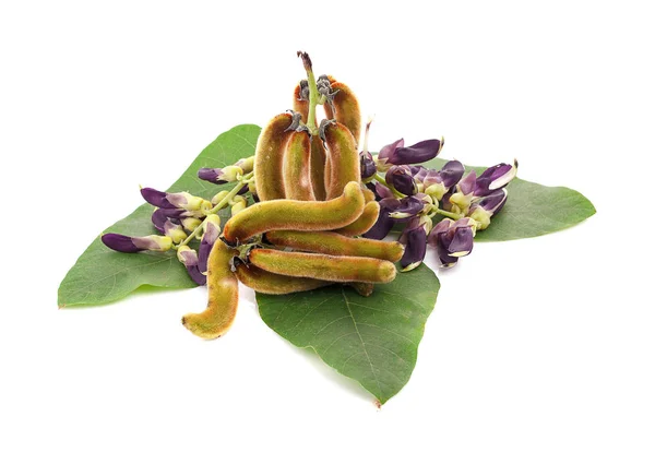 Beyaz arkaplanda çok sayıda pruriens izole edildi