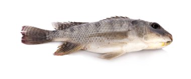 Beyaz arka plan üzerinde izole Nil tilapia balık