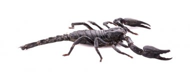 Akrep beyaz zemin üzerine