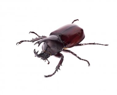 Gergedan böceği, Rhino beetle, Herkül böceği, tek boynuzlu at böceği