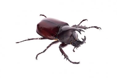 Gergedan böceği, Rhino beetle, Herkül böceği, tek boynuzlu at böceği