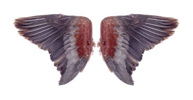 Beyaz arkaplanda izole edilmiş melek kanatları