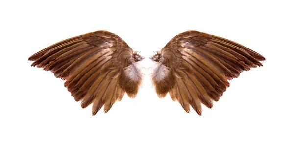 Angel vleugels op witte achtergrond — Stockfoto