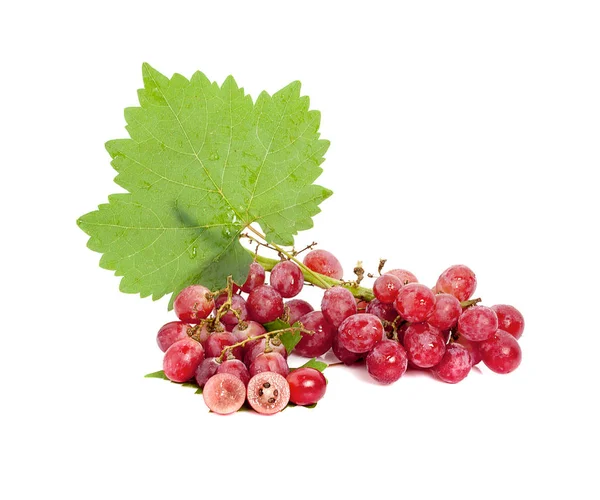 Raisin rouge avec feuille isolée sur fond blanc — Photo