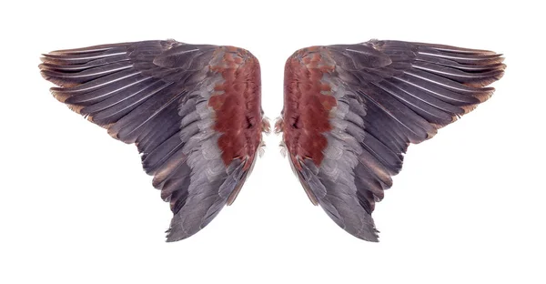 Angel szárnyak elszigetelt fehér háttér — Stock Fotó