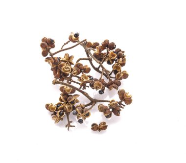 Beyaz arka planda Zanthozylum limonella Alston