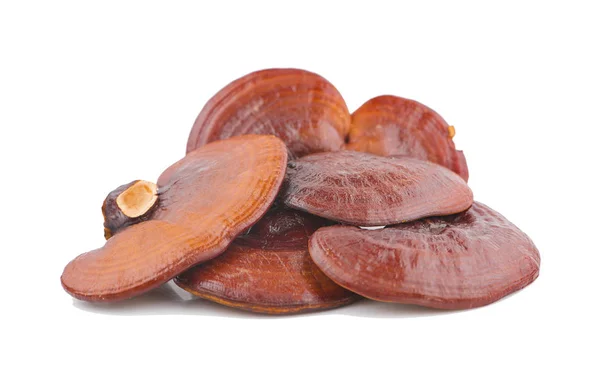 Ganoderma Lucidum Mantarı beyaz arka planda izole edilmiş