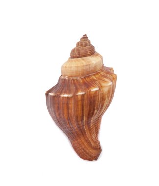 Deniz kabuğu beyaz arkaplanda izole edilmiş