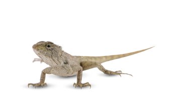 bukalemun beyaz arkaplanda izole edilmiş