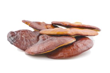 Kurumuş Ganoderma Lucidum Mantarı beyaz arka planda izole edilmiş