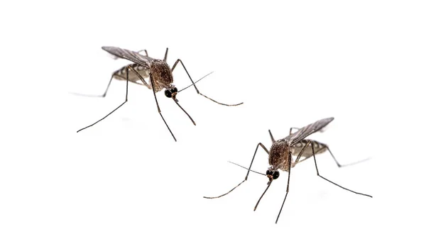 Mosquito isolated on white background — Stock Photo, Image