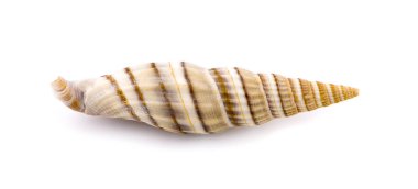 Deniz kabuğu beyaz arkaplanda izole edilmiş