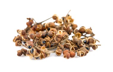 Zanthozylum limonella Alston beyaz arka planda izole edilmiş