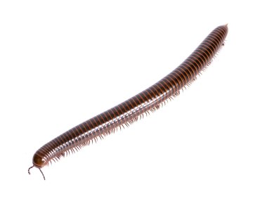 A single millipede an isolated on white background