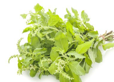 Beyaz arka planda izole edilmiş kutsal fesleğen