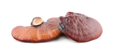 Ganoderma Lucidum Mantarı beyaz arka planda izole edilmiş