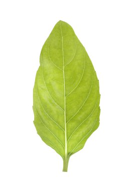 Kutsal Basil, Ocimum Tapınak beyaz arka planda izole edilmiş