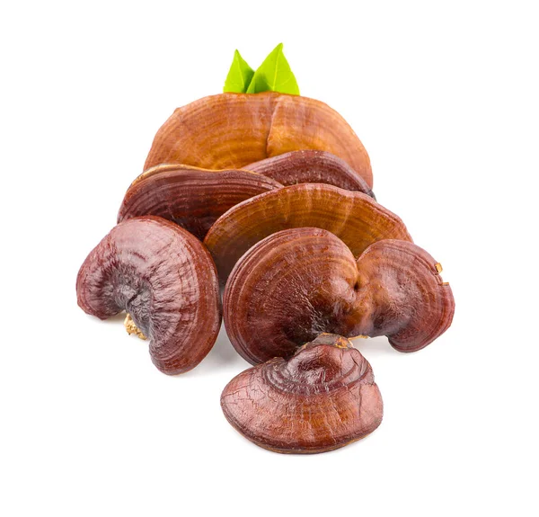 Ganoderma Lucidum Mantarı beyaz arka planda izole edilmiş