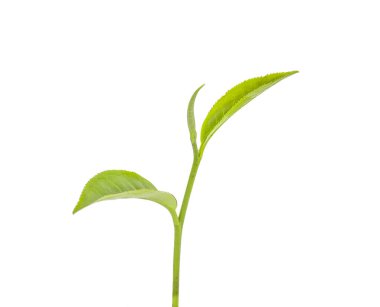 Yeşil çay yaprak üzerinde izole bir beyaz arka plan