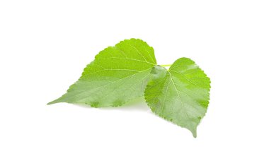 yeşil dut yaprağı, beyaz arkaplanda izole edilmiş.
