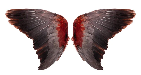 Melek kanatları beyaz arkaplanda izole edilmiş
