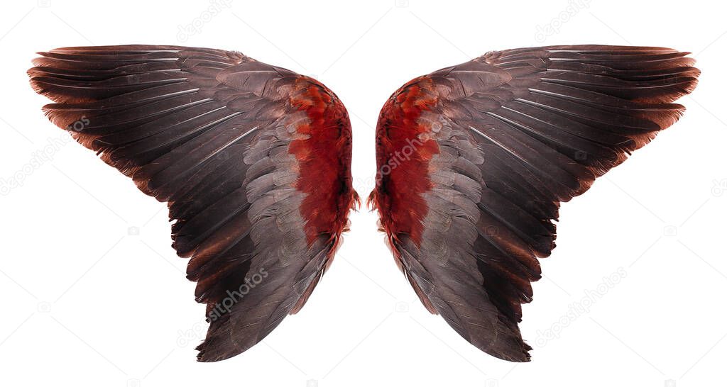 Angel wings an isolated on white background
