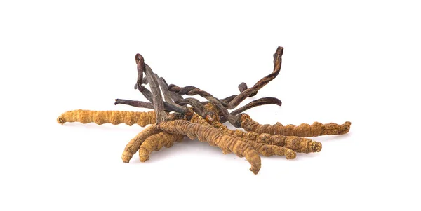 Ophiocordyceps sinensis (CHONG CAO, DONG CHONG XIA CAO) ya da mantar cordyceps bu bir bitkidir..