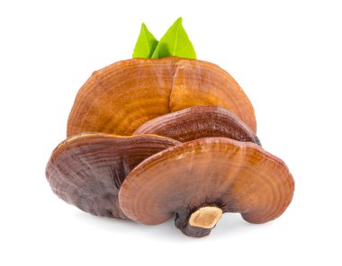 Ganoderma Lucidum Mantarı beyaz arka planda izole edilmiş