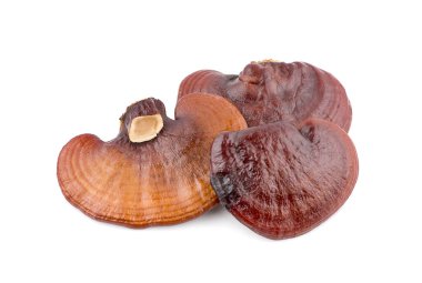 Ganoderma Lucidum Mantarı beyaz arka planda izole edilmiş