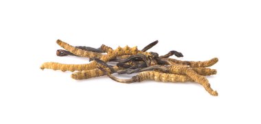 Ophiocordyceps sinensis (CHONG CAO, DONG CHONG XIA CAO) veya mantar cordyceps Bu beyaz arka planda bir bitkidir